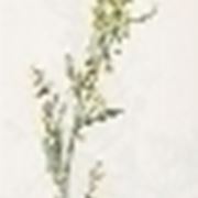 artemisia alba