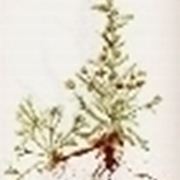 artemisia genep