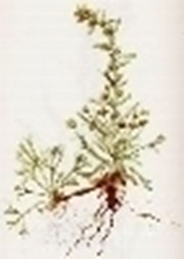 artemisia genep