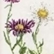 aster alpinus