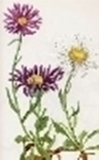 aster alpinus