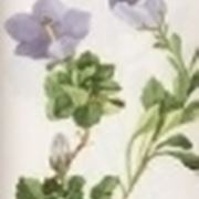 campanula raineri