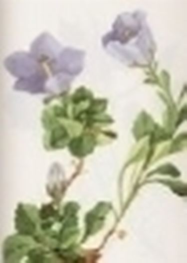 campanula raineri