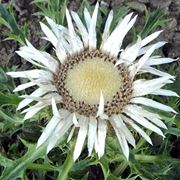 carlina acaulis