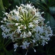 centranthus alba