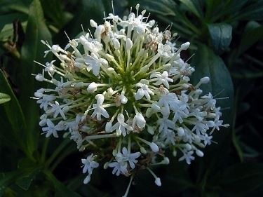 centranthus alba