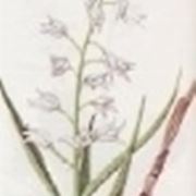 cephalanthera ensifolia