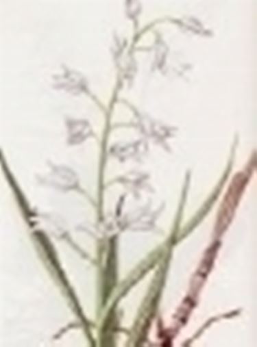 cephalanthera ensifolia