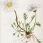 chrysanthemum alpinum