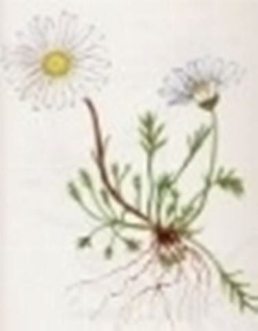 chrysanthemum alpinum