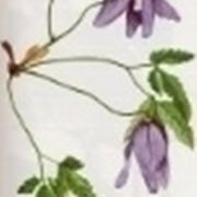 clematis alpina