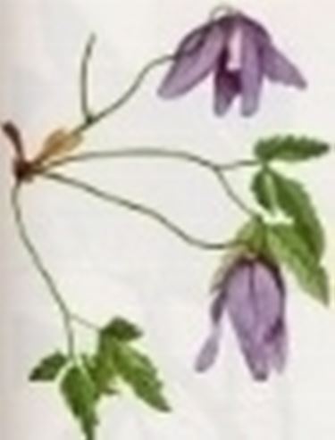 clematis alpina