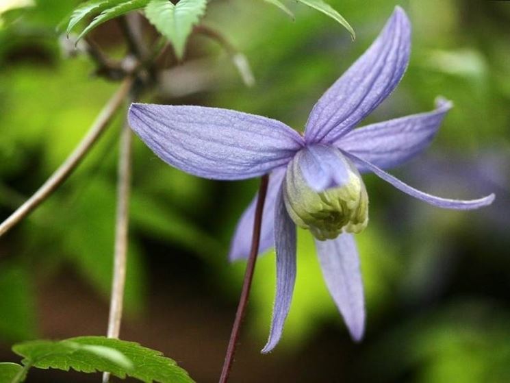 clematis alpina