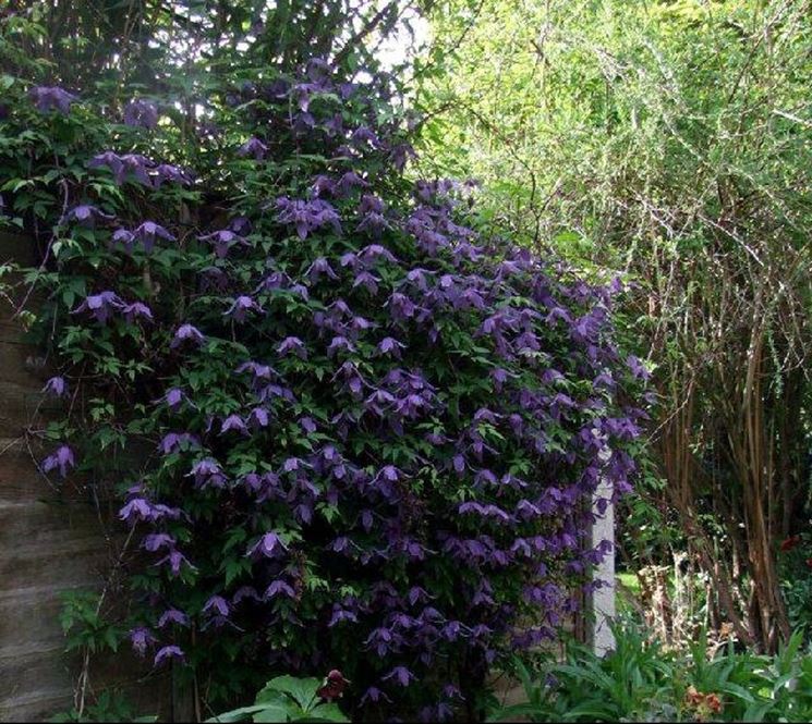 Potatura clematis