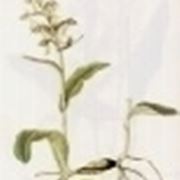 coeloglossum viride