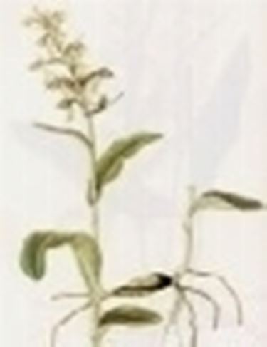 coeloglossum viride