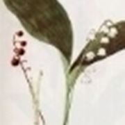 convallaria majalis