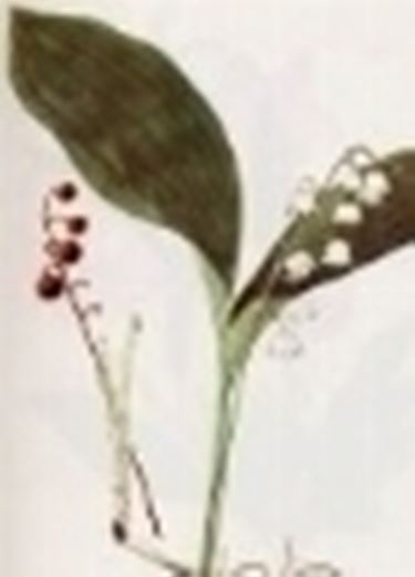 convallaria majalis