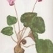 cyclamen europaeum