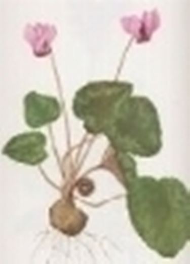 cyclamen europaeum