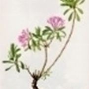 daphne cneorum