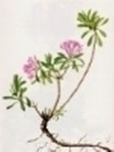 daphne cneorum