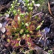 drosera rotundifolia