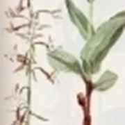 epipactis palustris