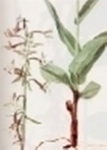 epipactis palustris