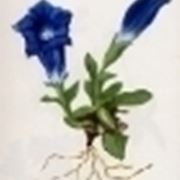 gentiana acaulis