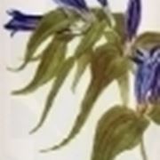 gentiana asclepiadea