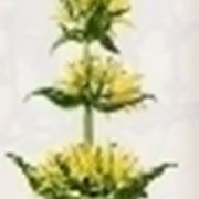 gentiana lutea