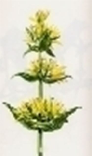 gentiana lutea