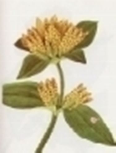 gentiana punctata