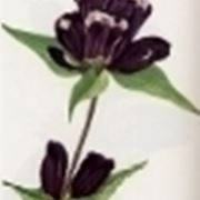 gentiana purpurea