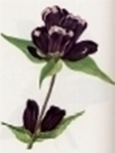 gentiana purpurea