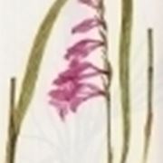 gladiolus palustris