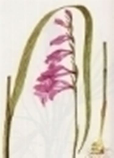 gladiolus palustris