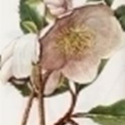 helleborus niger