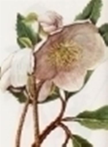 helleborus niger