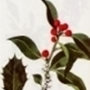 ilex aquifolium