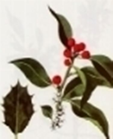 ilex aquifolium