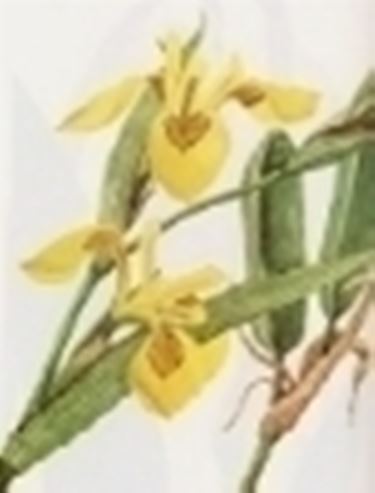 iris pseudoacorus 