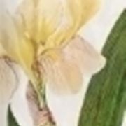 iris variegata
