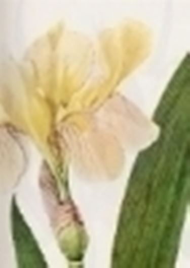 iris variegata