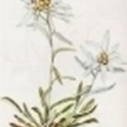 leontopodium alpinum