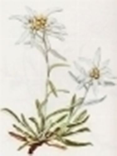 leontopodium alpinum