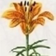 lilium bulbifera