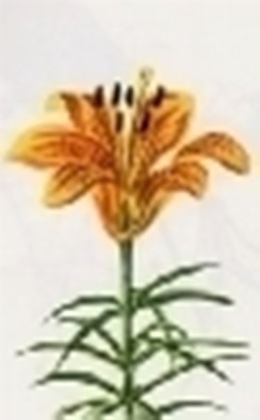 lilium bulbifera