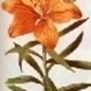 lilium croceum